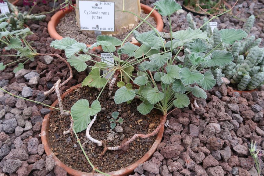 Pelargonium sidoides - Kapland-Pelargonie