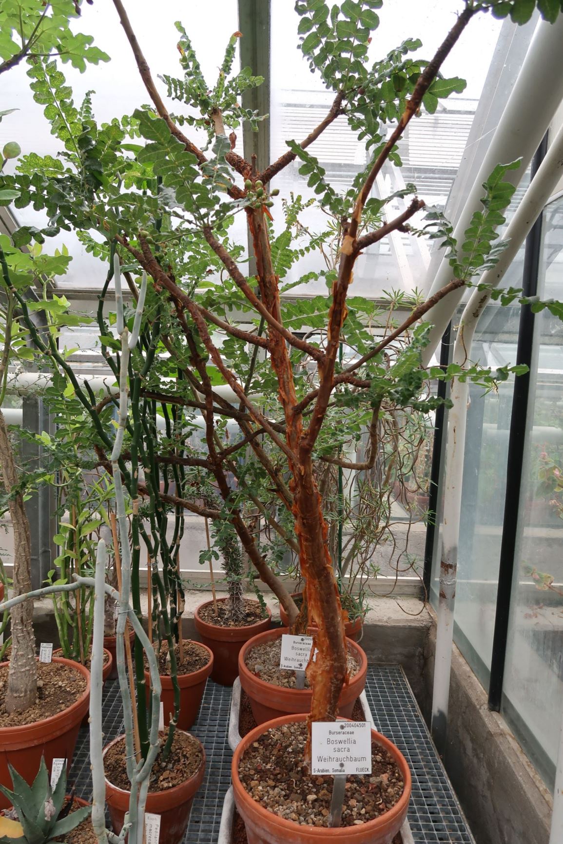 Boswellia sacra - Weihrauchbaum, Frankincense