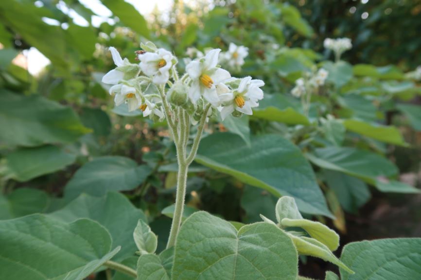 Solanum erianthum - Potatotree