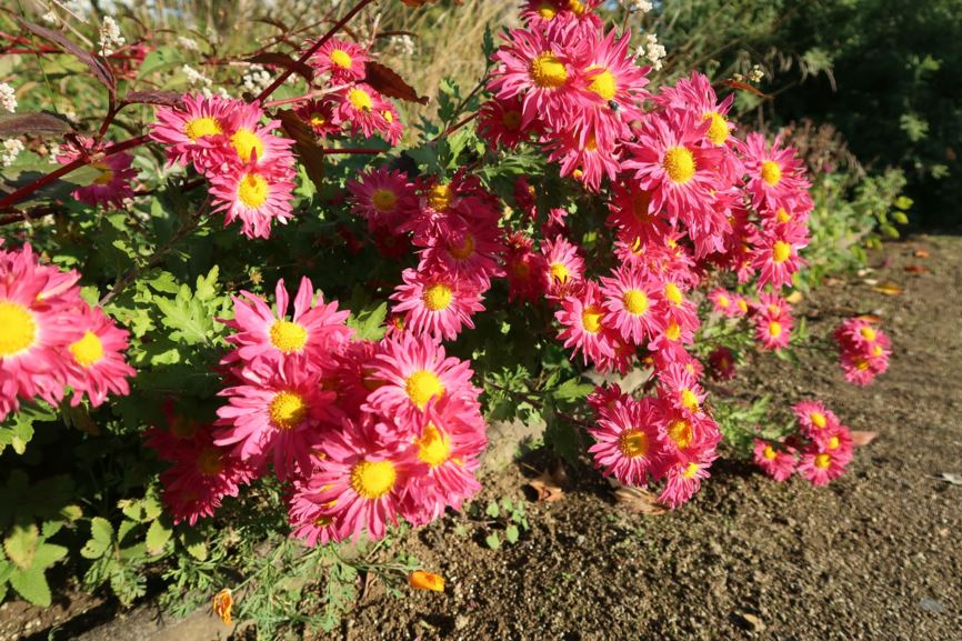 Chrysanthemum × grandiflorum 'Oury' - Garten-Chrysantheme