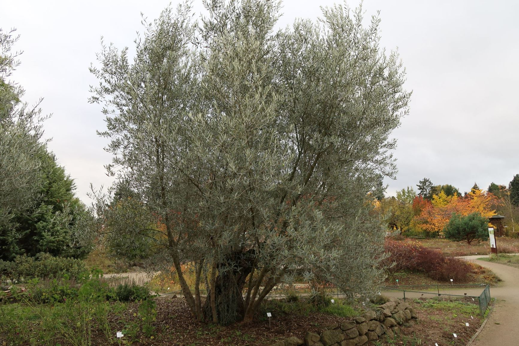 Olea europaea - Olivenbaum, European Olive