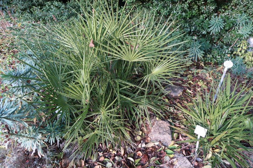 Chamaerops humilis - Europäische Zwergpalme, dwarf fan palm