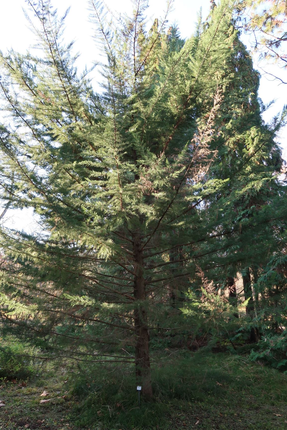 Hesperocyparis macrocarpa - Monterey-Zypresse, Monterey cypress
