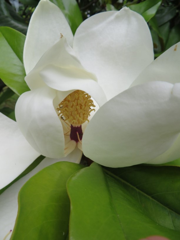 Magnolia grandiflora - Immergrüne Magnolie