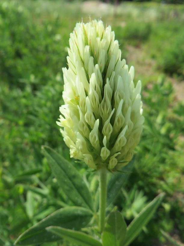 Trifolium pannonicum - Ungarischer Klee