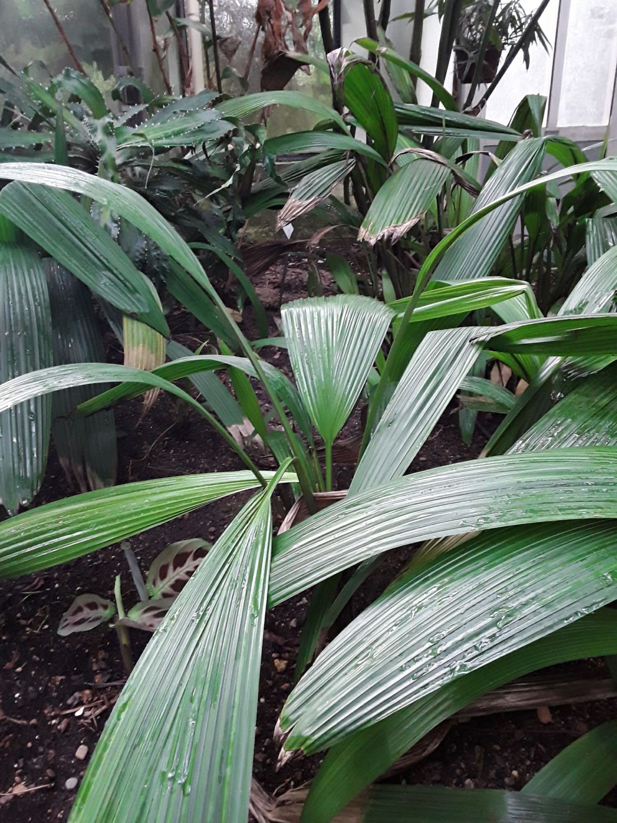 Curculigo capitulata - Rüssellilie, Palm grass, Weevil Lily