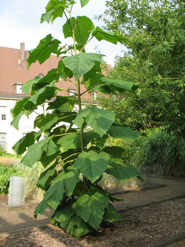 Paulownia elongata - Blauglockenbaum