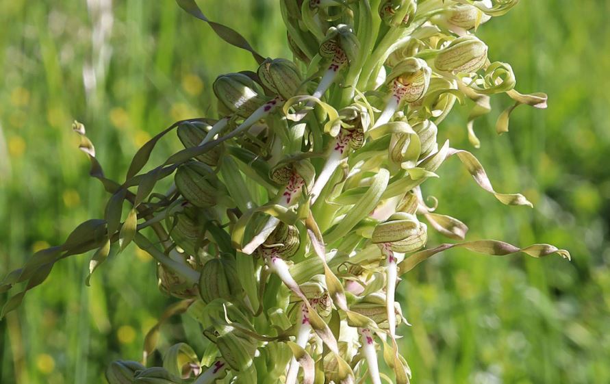 Himantoglossum hircinum var. hircinum - Bocks-Riemenzunge, lizard orchid