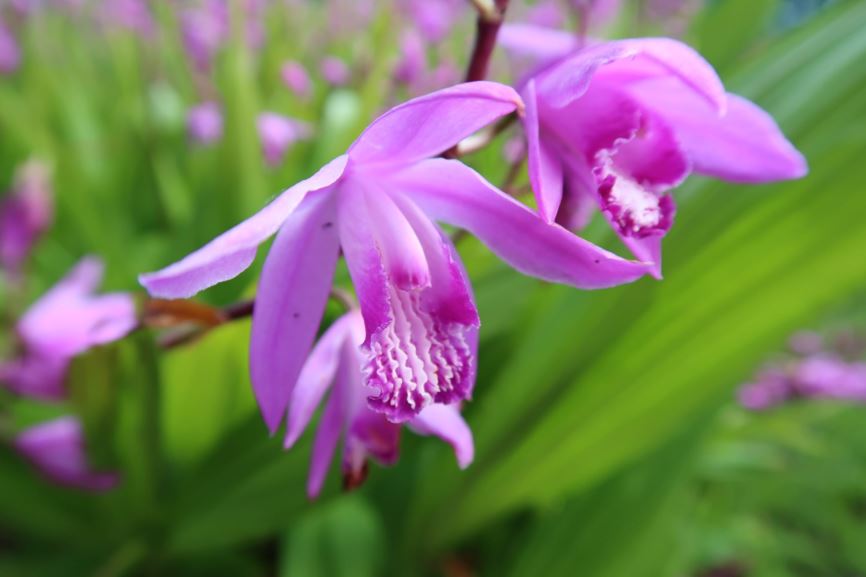 Bletilla striata - Gestreifte China-Orchidee, Chinese ground orchid, hyacinth orchid