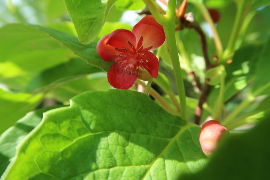 Schisandra rubriflora - Rotblühendes Spaltkölbchen