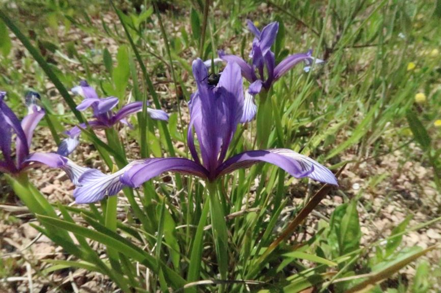 Iris sintenisii subsp. sintenisii - Sintenis-Schwertlilie
