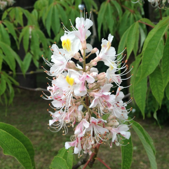Aesculus indica - Indische Rosskastanie, Indian Horse-chestnut