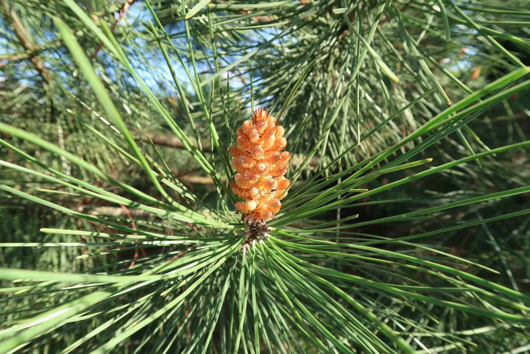 Pinus pinaster - Strand-Kiefer, maritime pine