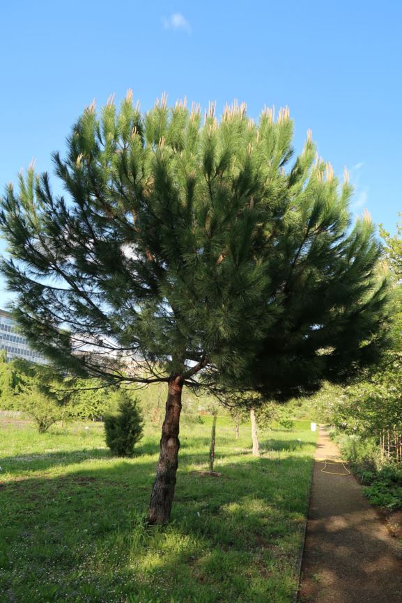 Pinus pinea - Pinie, Schirm-Kiefer