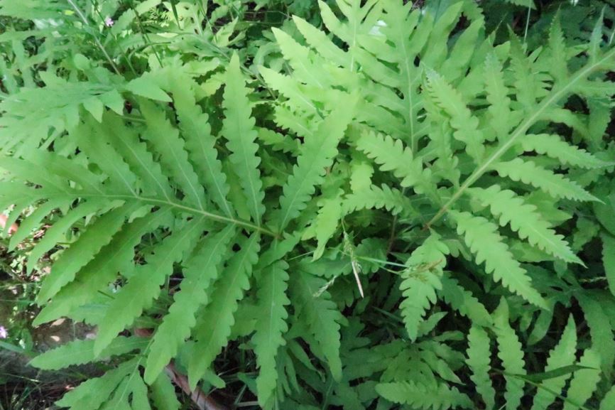 Onoclea sensibilis - Perlfarn, Sensitive fern