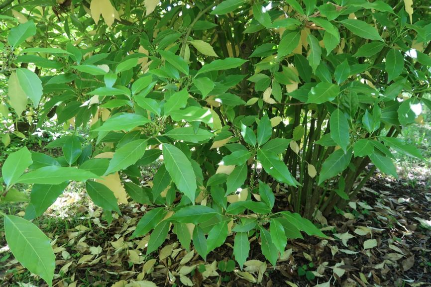 Aucuba japonica - Japanische Aukube, spotted laurel