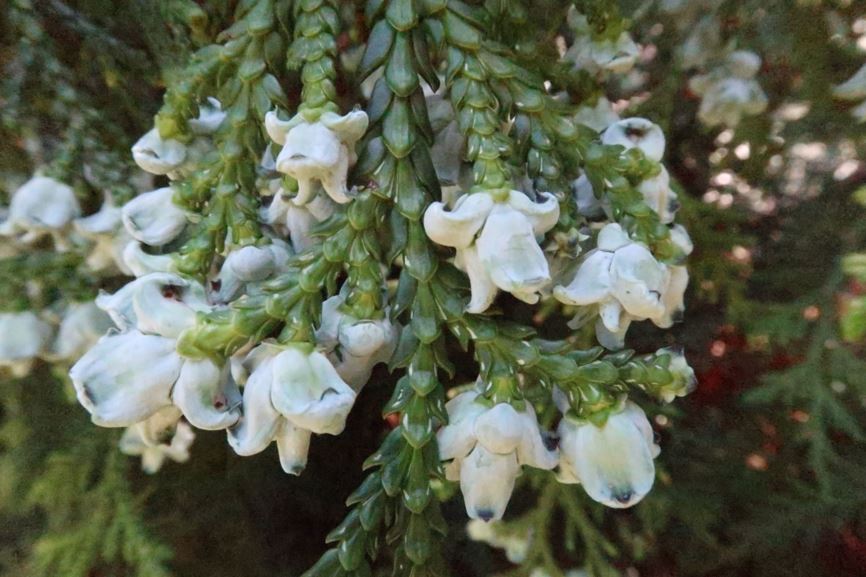 Thujopsis dolabrata - Hiba-Lebensbaum