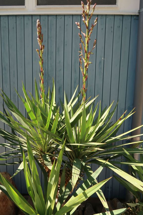 Yucca gloriosa var. tristis - Krummblättrige Palmlilie