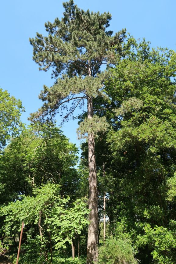 Pinus nigra subsp. nigra - Schwarz-Kiefer, Austrian Pine