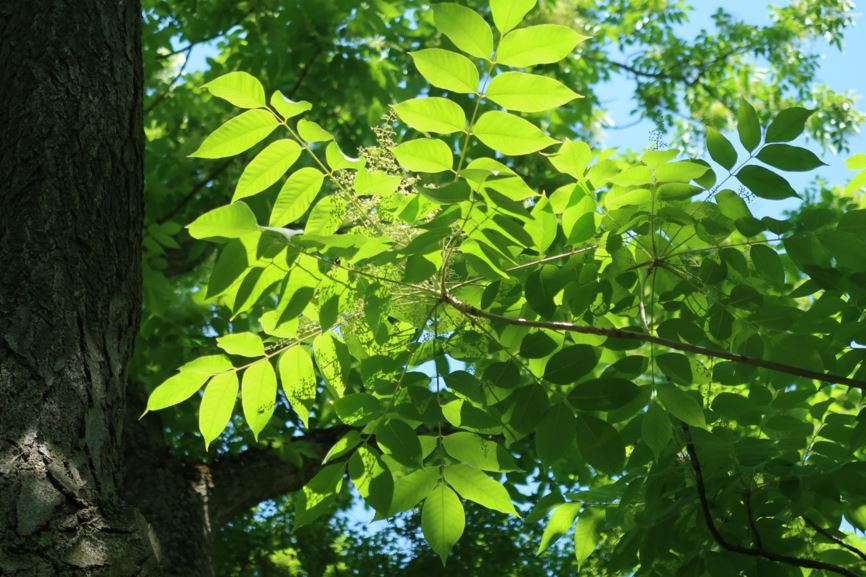Toxicodendron vernicifluum - Lack-Sumach, Varnish Tree