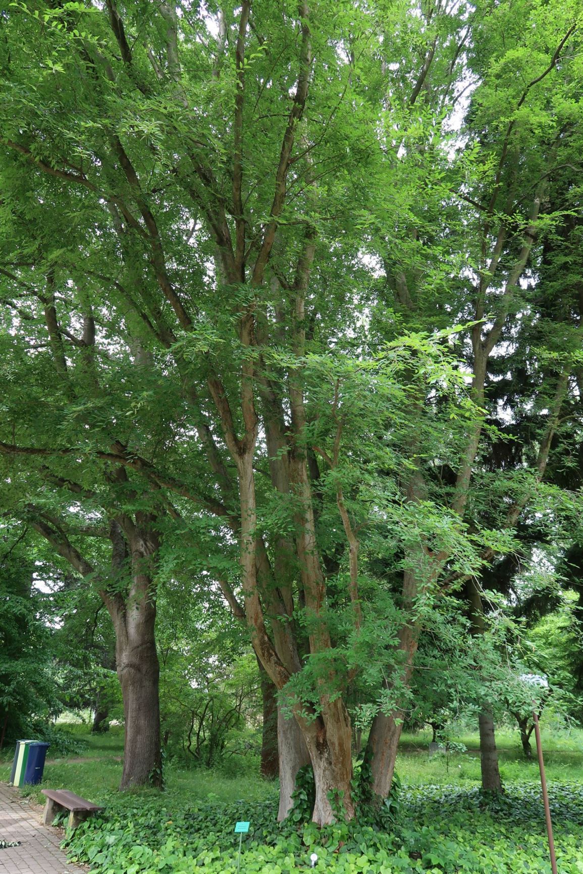 Zelkova carpinifolia - Kaukasische Zelkove, Caucasian Zelkova