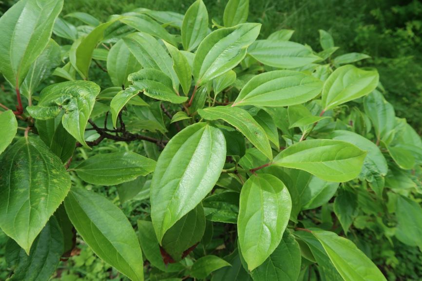 Viburnum cinnamomifolium - Zimtblättriger Schneeball