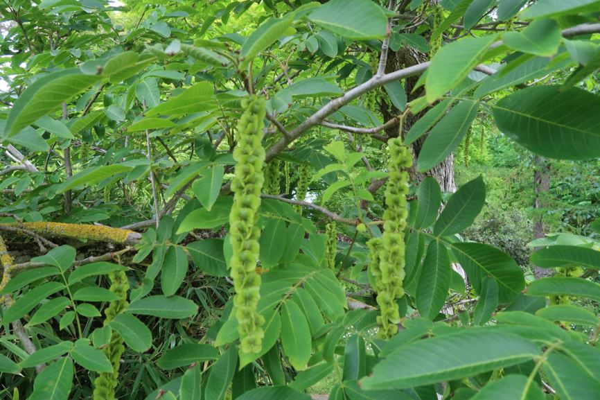 Pterocarya rhoifolia - Japanische Flügelnuss, Japanese wingnut