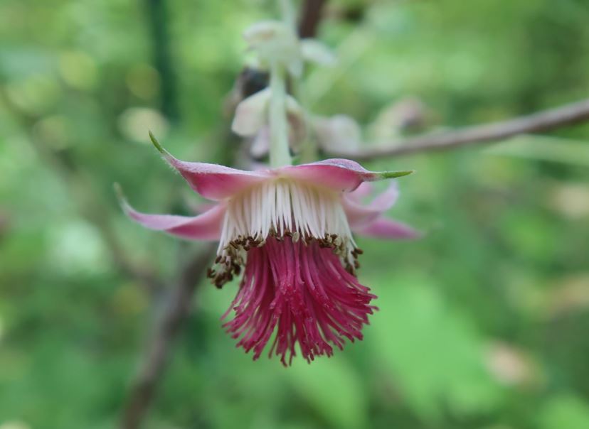 Rubus lasiostylus - Haar-Himbeere