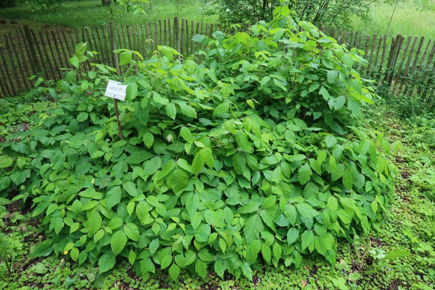 Toxicodendron radicans - Kletternder Gift-Sumach, Poison Ivy