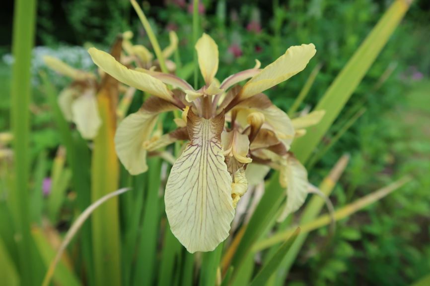 Iris foetidissima - Übelriechende Schwertlilie