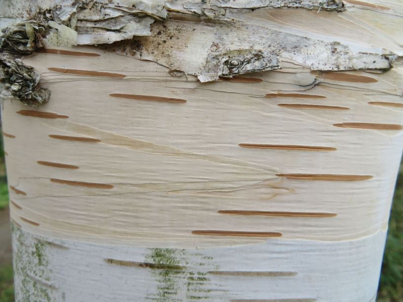 Betula cordifolia - Herzblättrige Papier-Birke, Heartleaf birch, Mountain paper birch