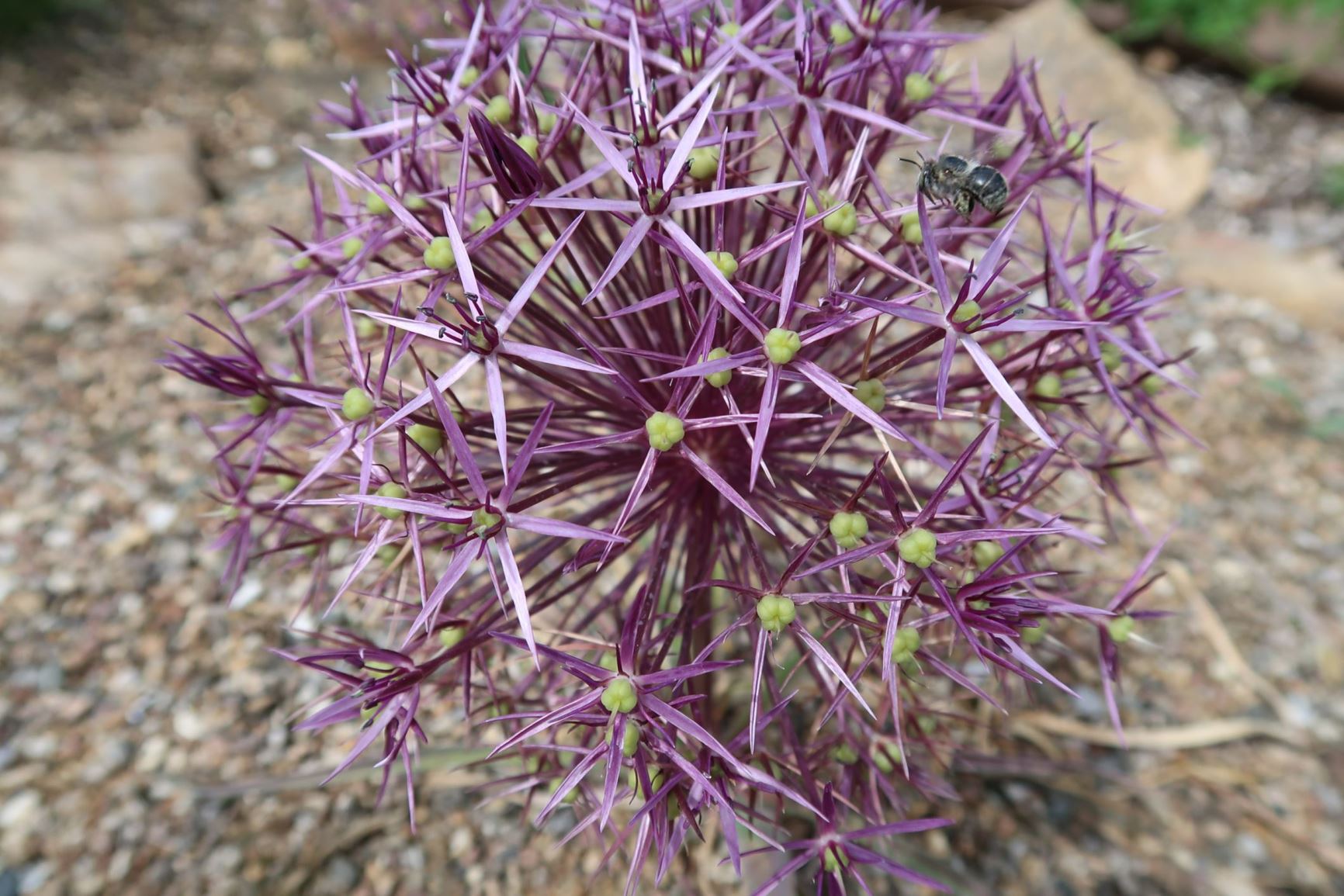 Allium cristophii - Sternkugel-Lauch, Star-of-Persia