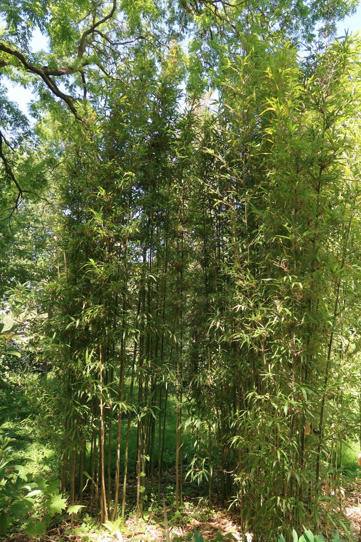 Semiarundinaria fastuosa - Narihira-Bambus