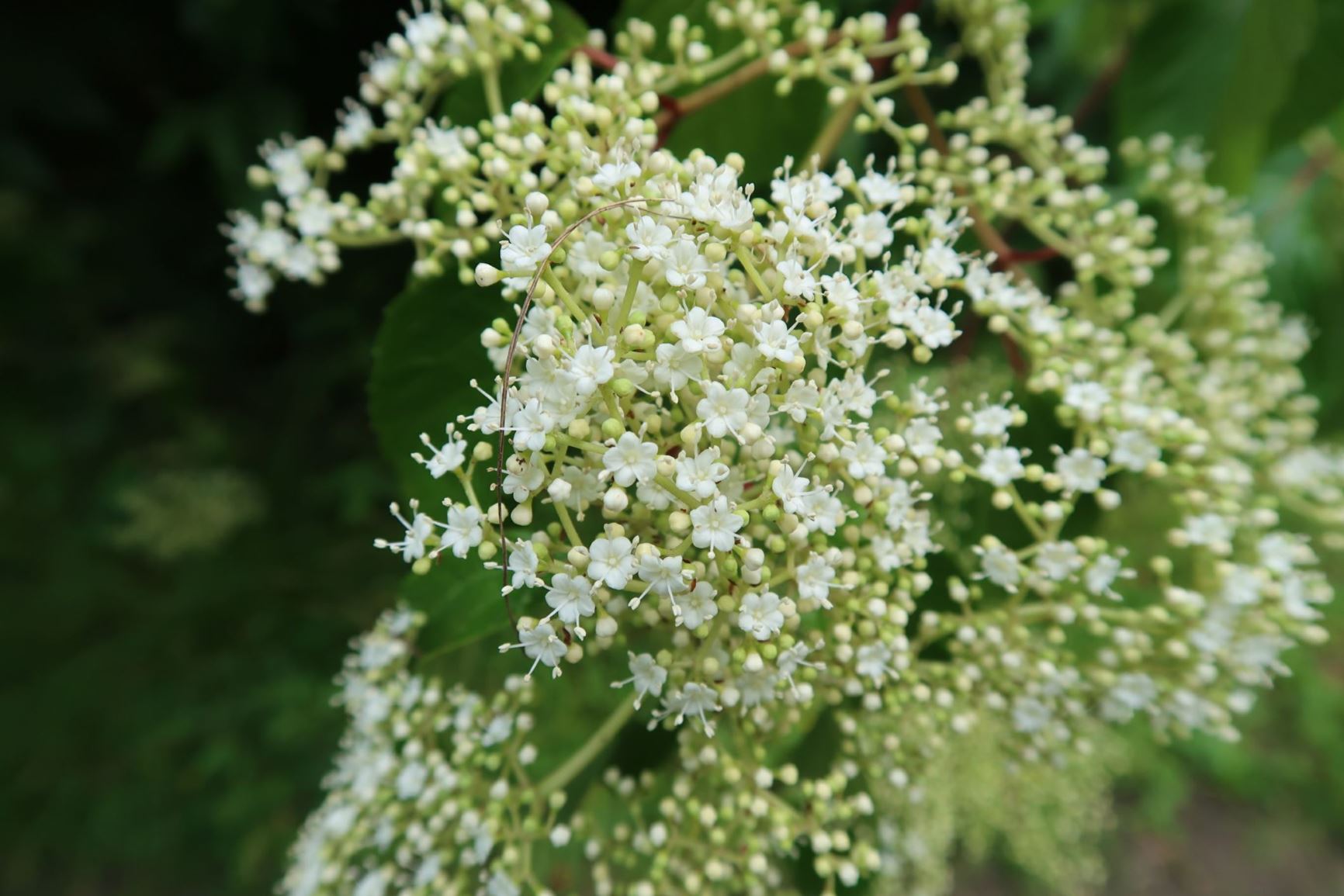 Viburnum betulifolium - Birkenblättriger Schneeball | Botanic Garden ...