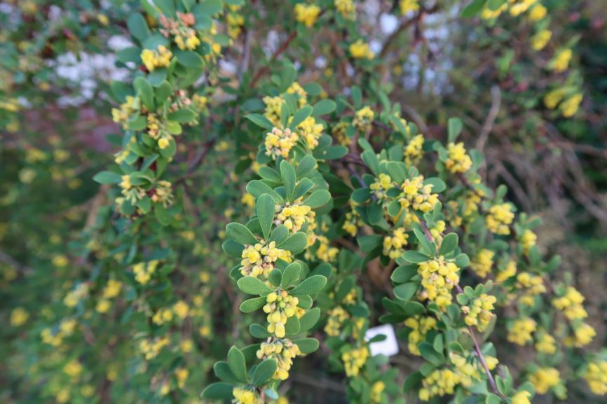 Berberis × rubrostilla - Zier-Berberitze