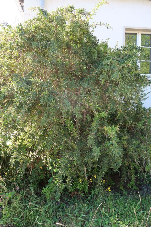 Berberis gagnepainii var. lanceifolia