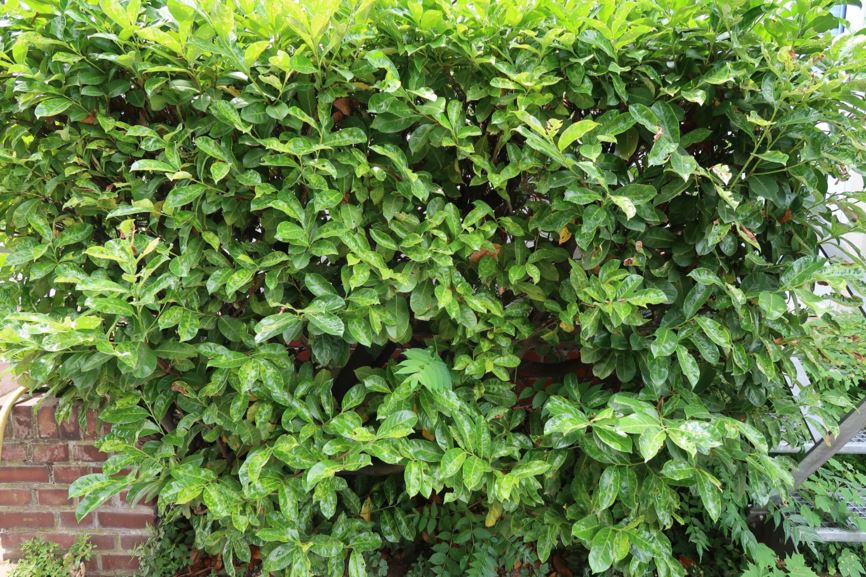 Prunus laurocerasus - Lorbeer-Kirsche, Kirschlorbeer, Cherry laurel