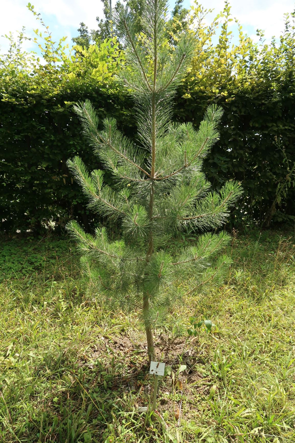 Pinus thunbergii - Japanische Schwarz-Kiefer, Japanese Black Pine