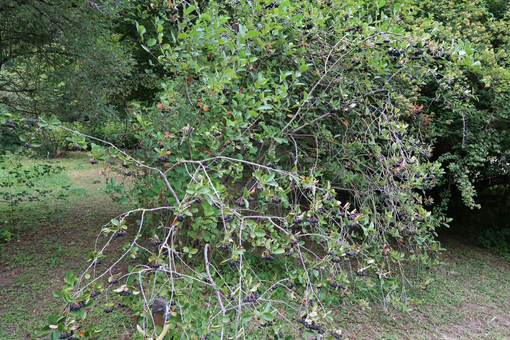 Aronia × prunifolia - Pflaumenblättrige Apfelbeere, Purple chokeberry
