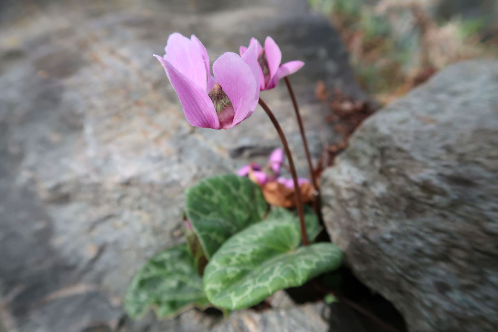 Cyclamen purpurascens - Sommer-Alpenveilchen, Wildes Alpenveilchen