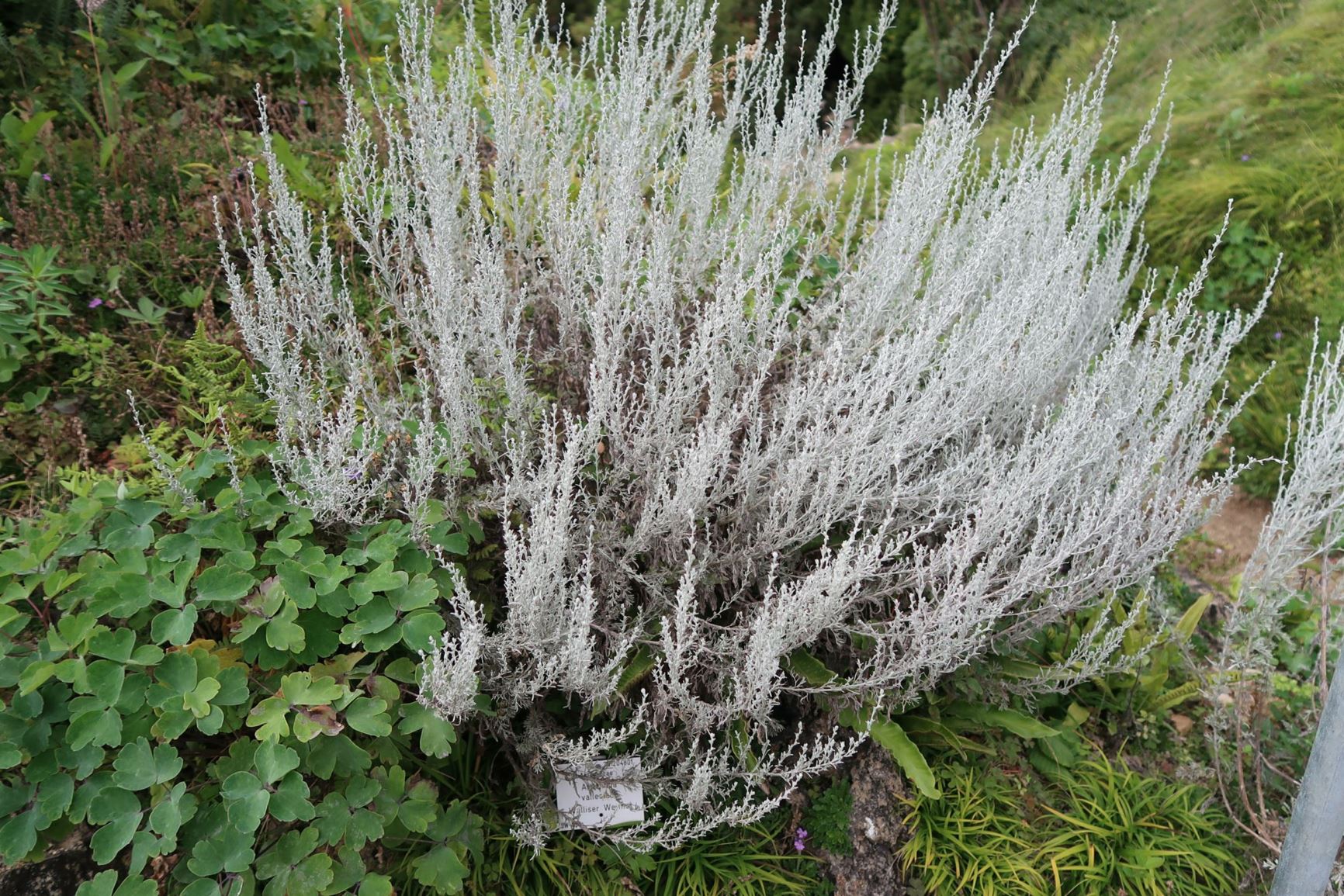 Artemisia vallesiaca - Walliser Wermut, Valais Wormwood