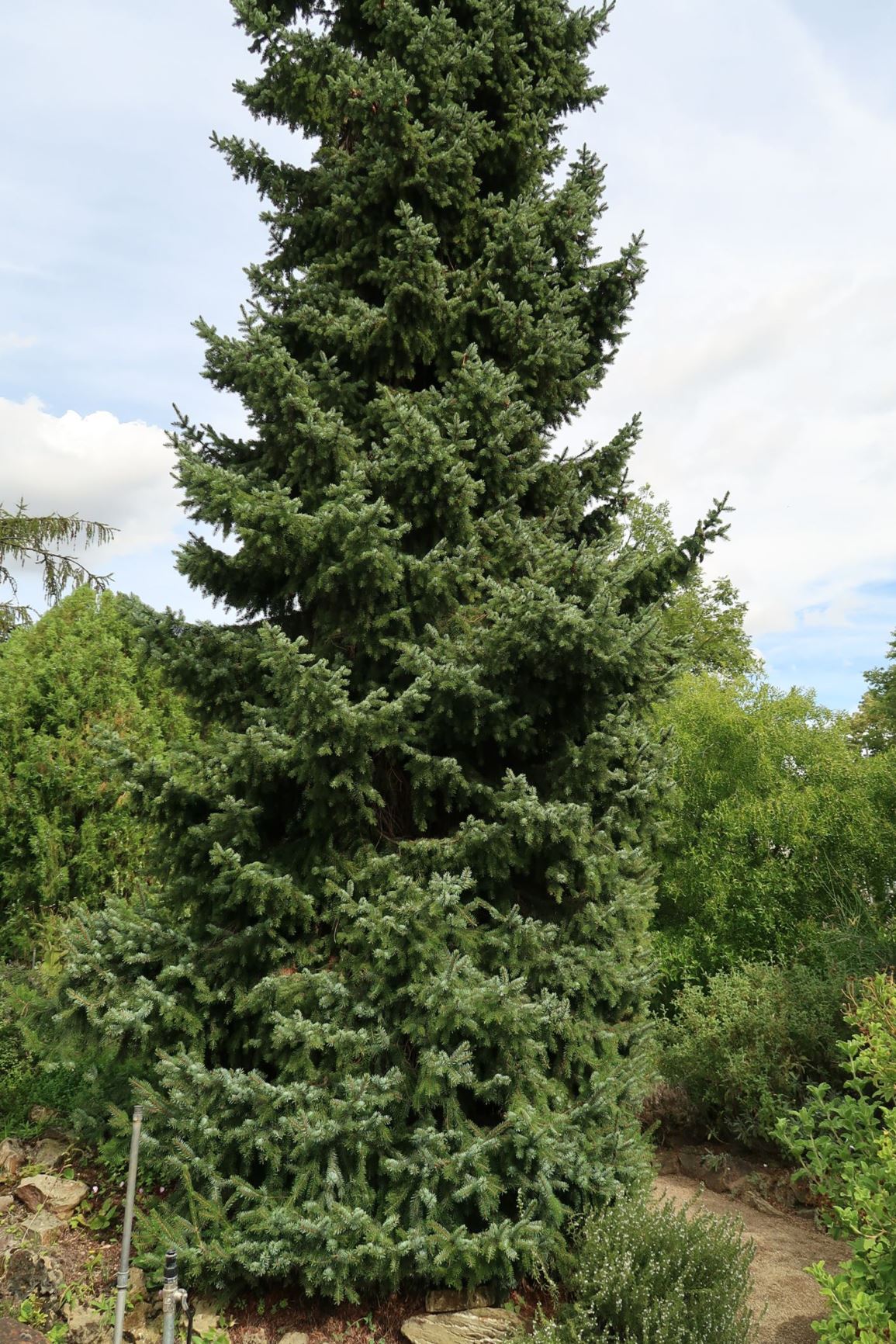 Picea omorika - Serbische Fichte, Omorika-Fichte