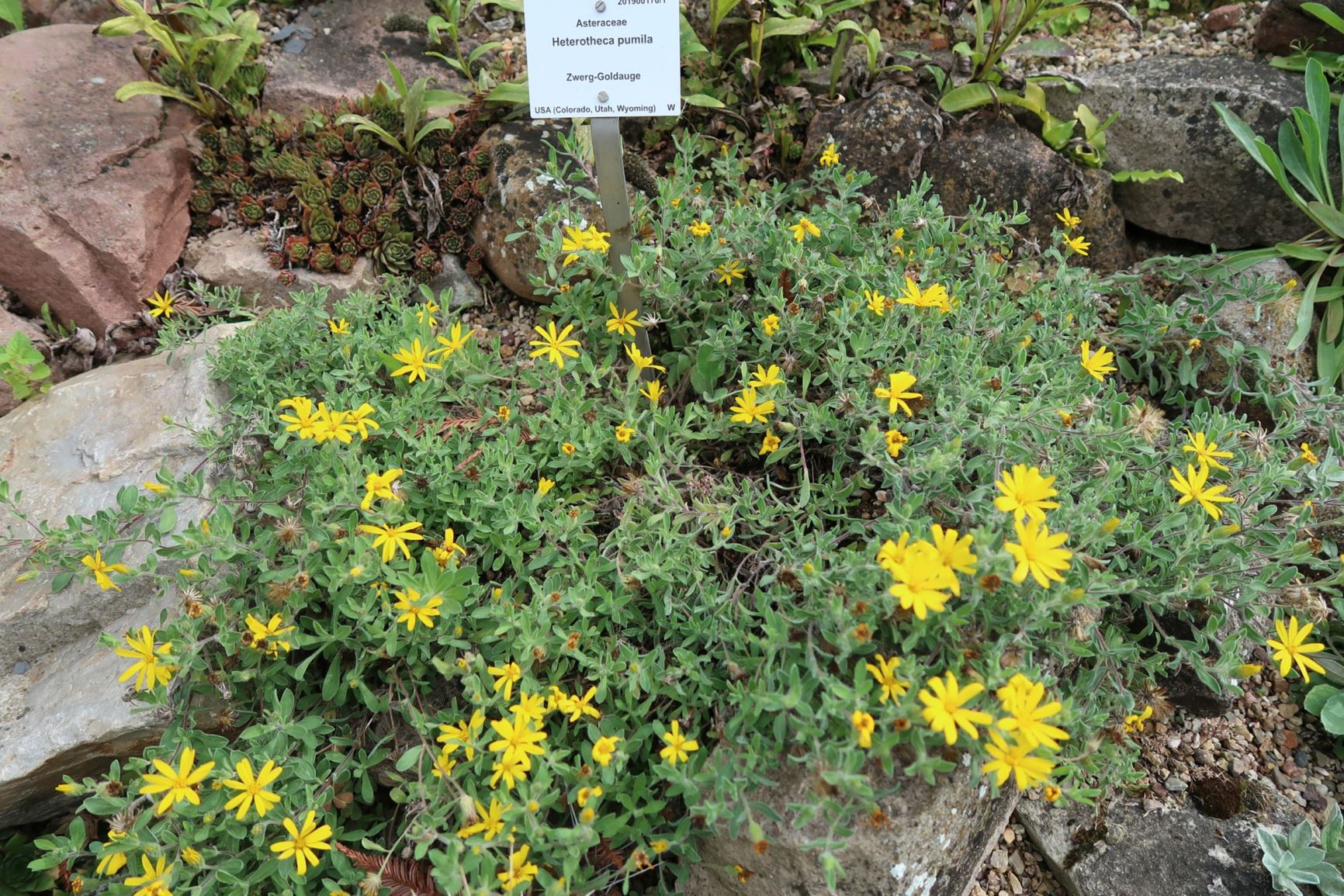 Heterotheca pumila - Zwerg-Goldauge, Alpine goldenaster