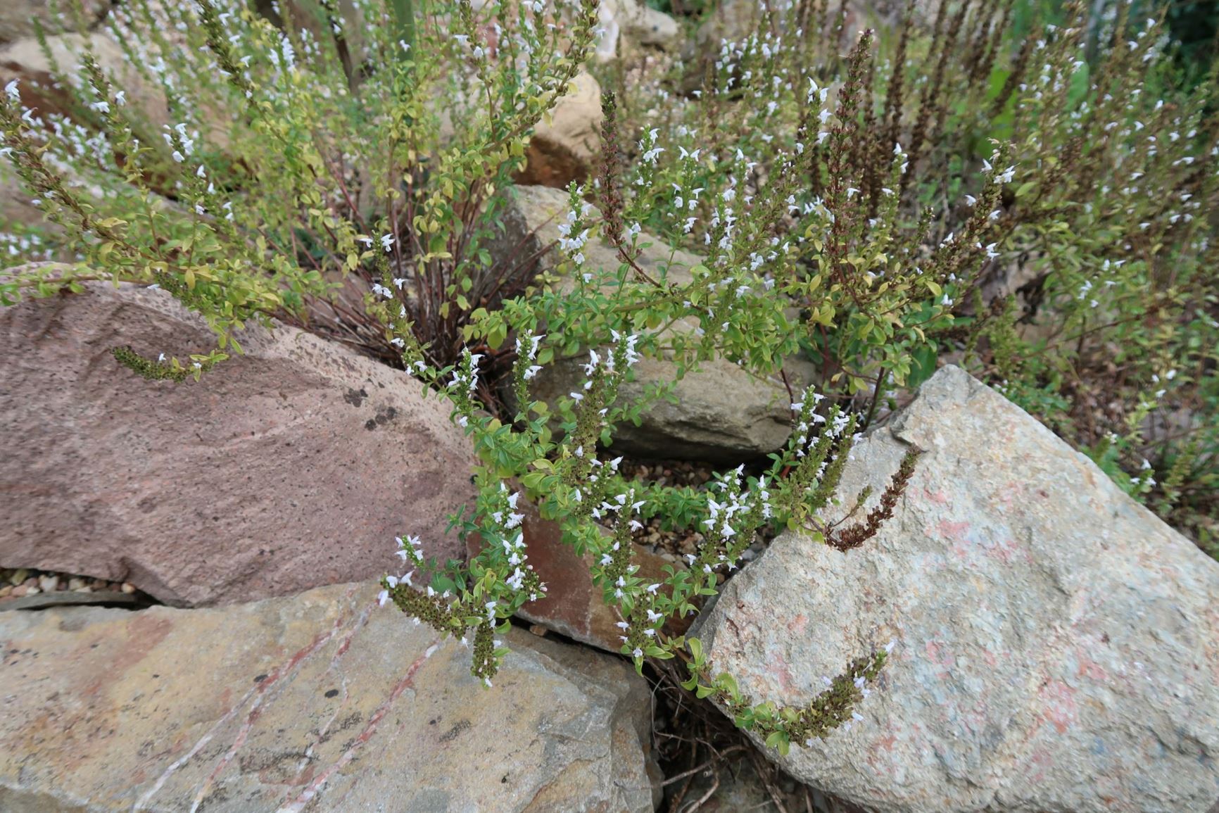 Clinopodium thymifolium - Balkan-Bergminze, Thymianblättriger Wirbeldost, Mountain Mint