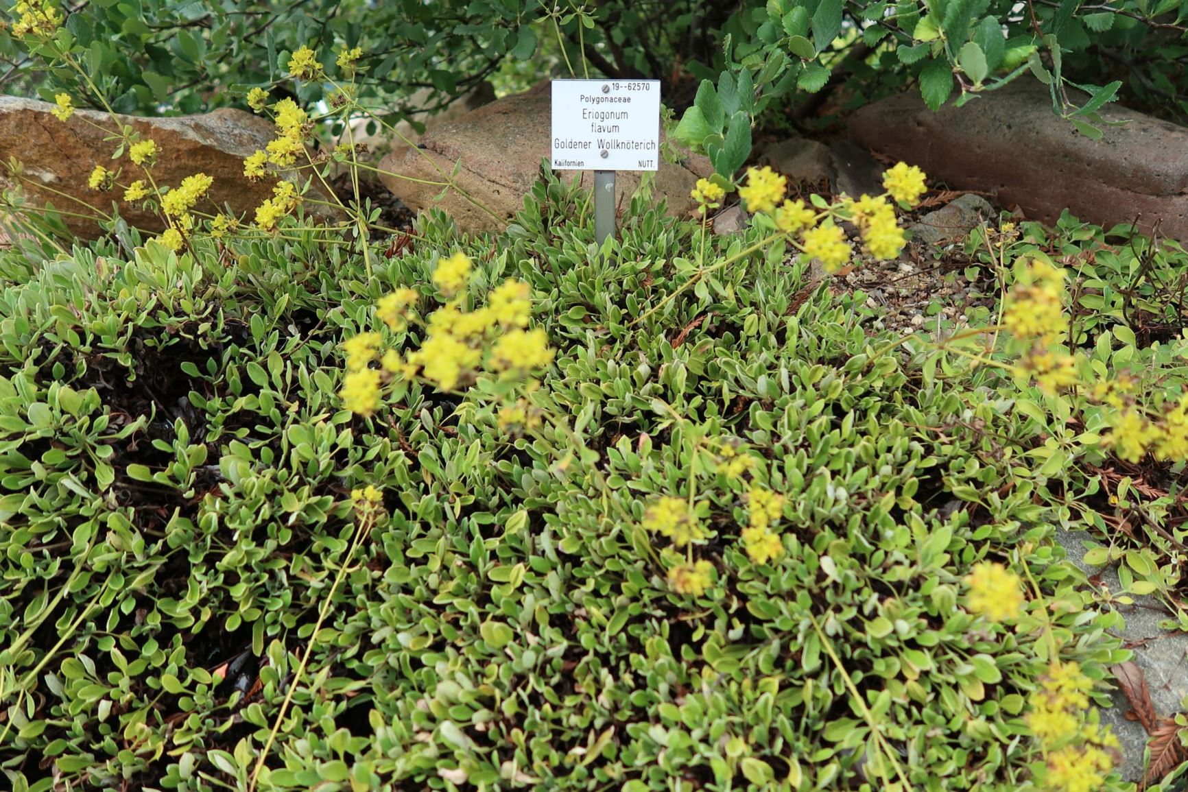Eriogonum ternatum - Ternate wild buckwheat