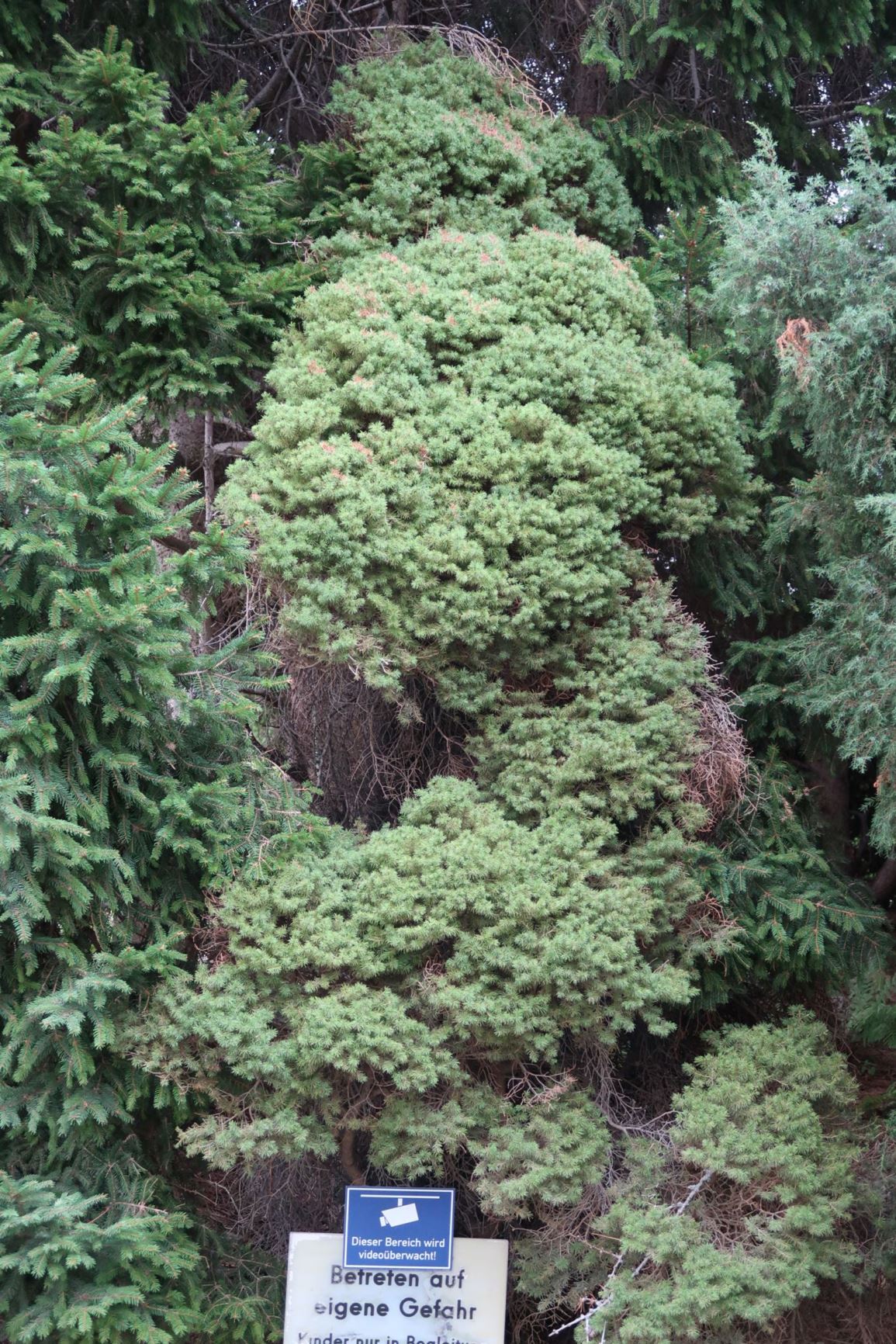 Picea laxa 'Conica' - Zuckerhut-Fichte, Dwarf Alberta Spruce