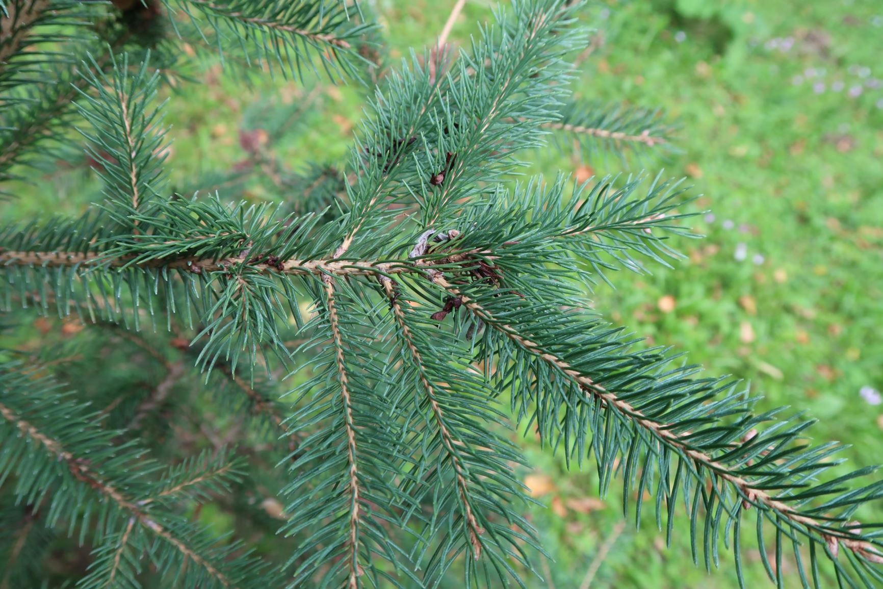Picea laxa - Kanadische Fichte, Canadian Spruce, White Spruce