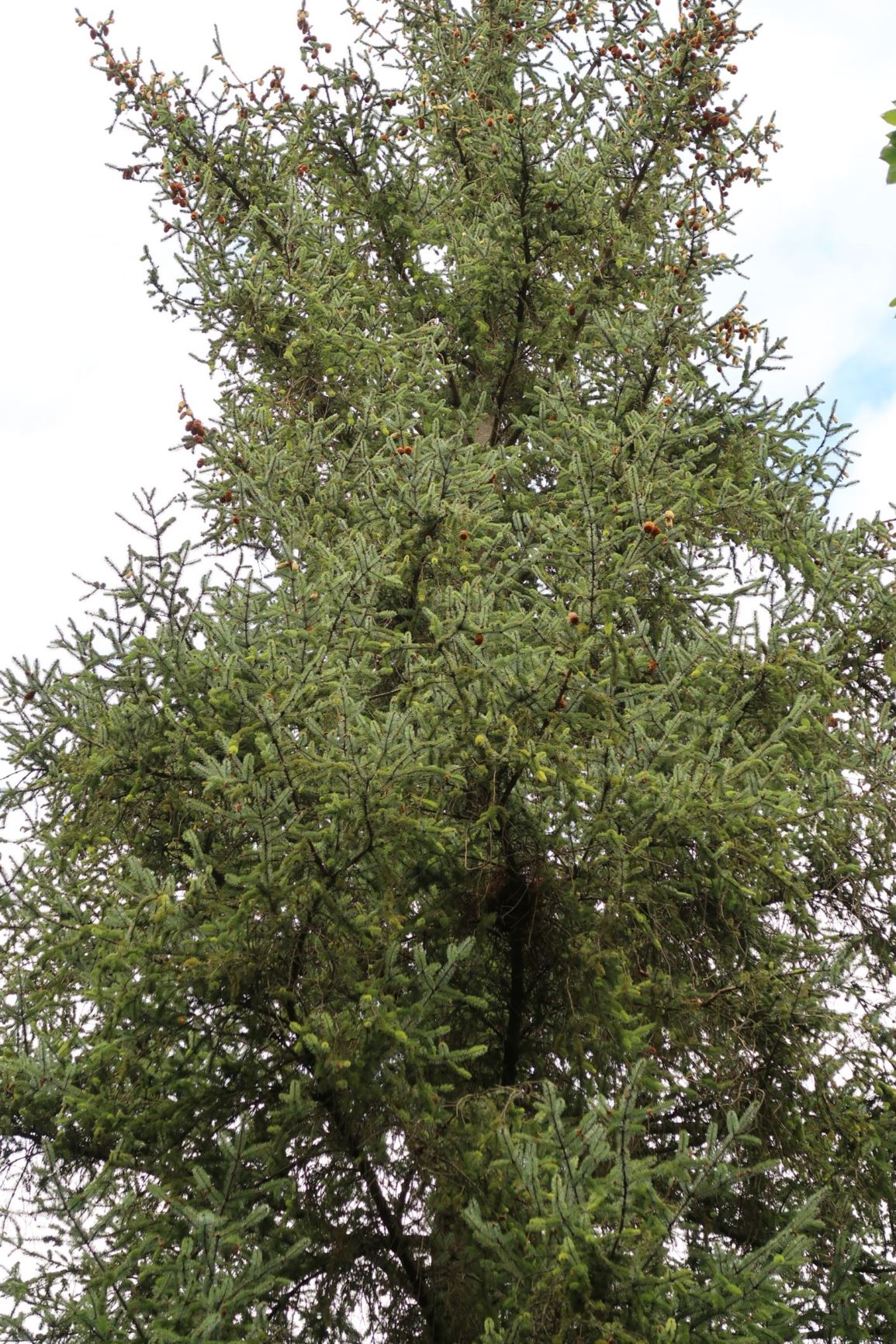 Picea engelmannii - Engelmanns Fichte, Engelmann Spruce