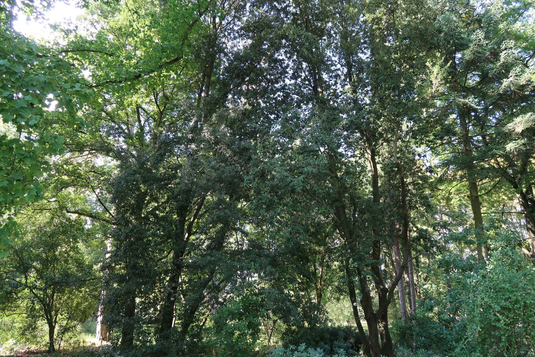 Quercus ilex - Stein-Eiche, holly oak, holm oak