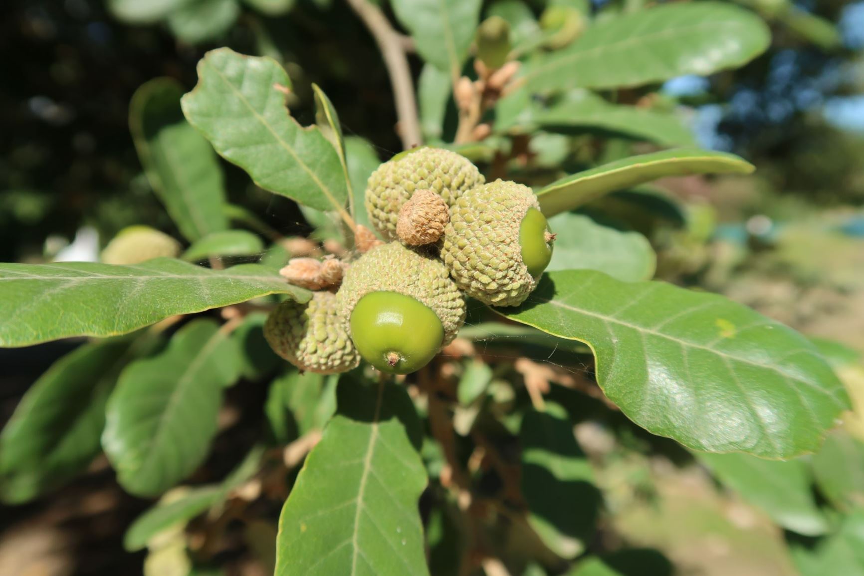 Quercus infectoria subsp. veneris - Aleppo-Eiche | Botanic Garden ...